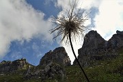 33 E godiamo ancora della vista della pulsatilla alpina in fruttescenza 